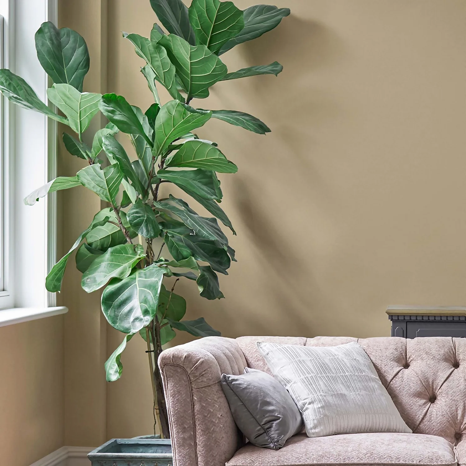 Laura Ashley Matt Emulsion Paint Pale Gold - 2.5L 4 Laura Ashley Matt Emulsion Paint Pale Gold - 2.5L - Image 2